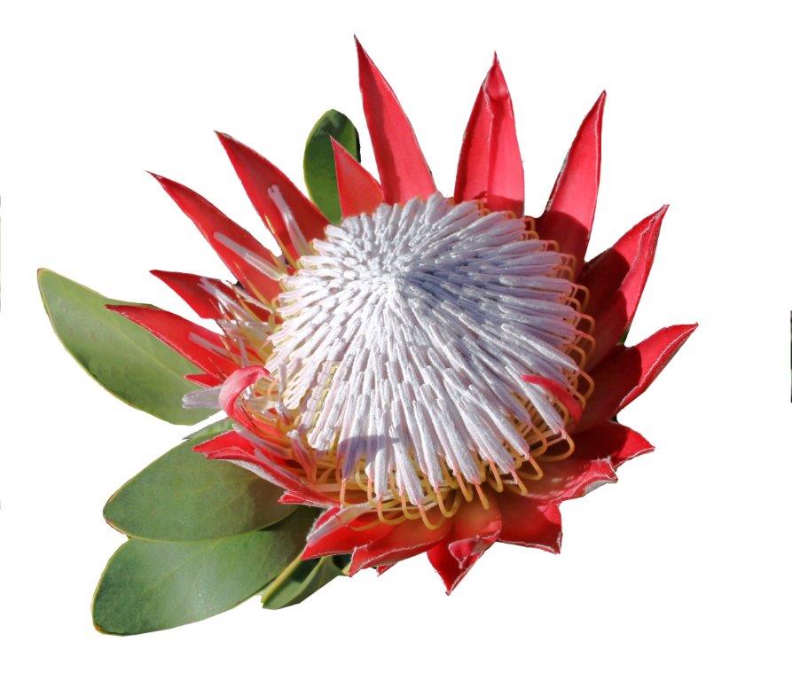 Protea SA 
